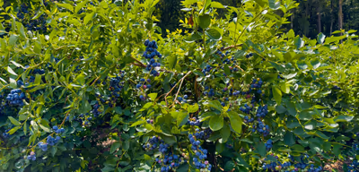 Plantacja borówek