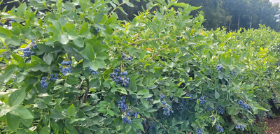 Plantacja borówek