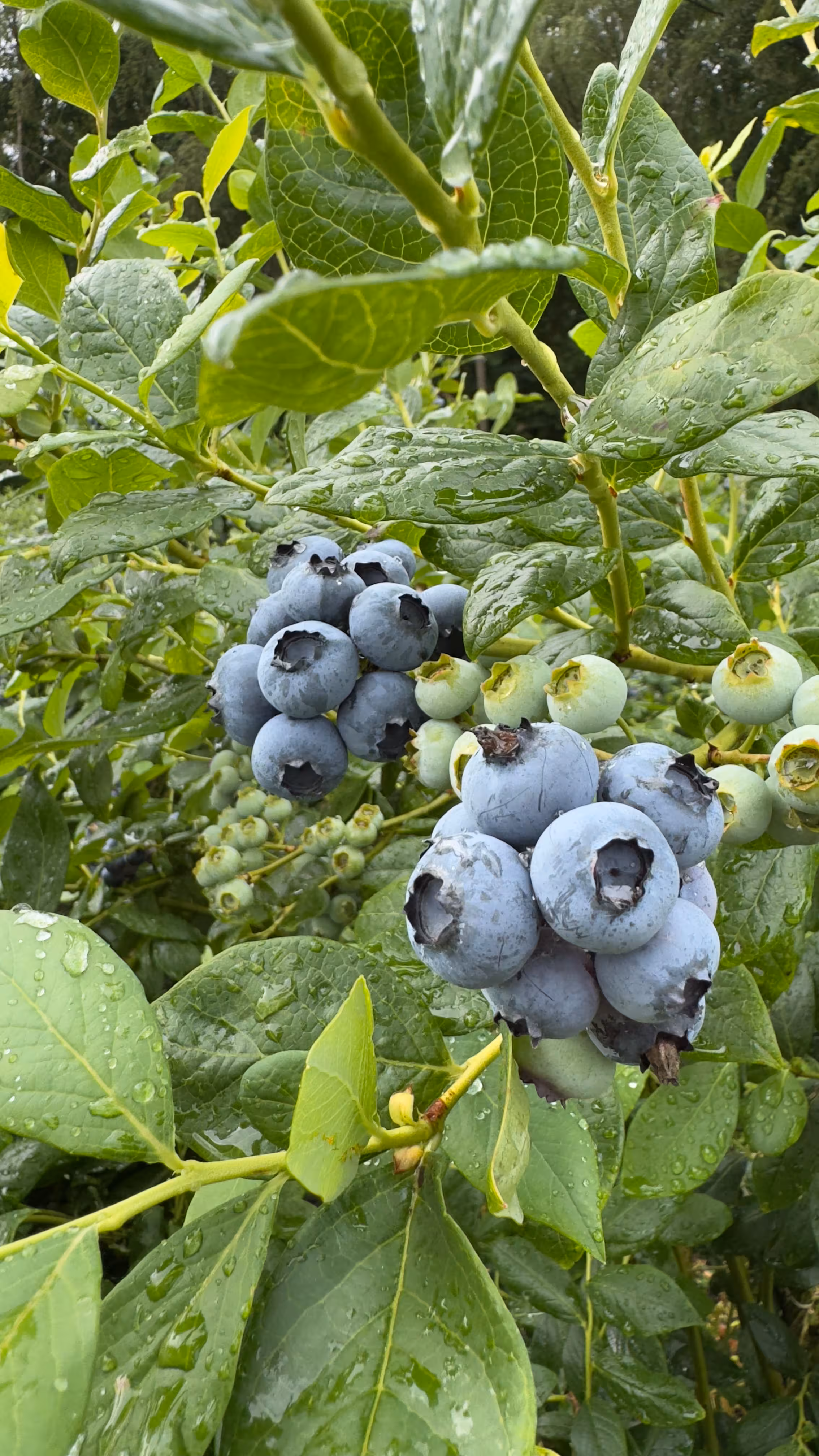 Blueberry plantation
